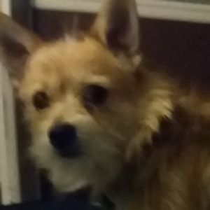 Meet your Posher, Asia